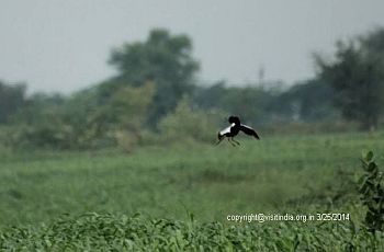 Lesser Florican